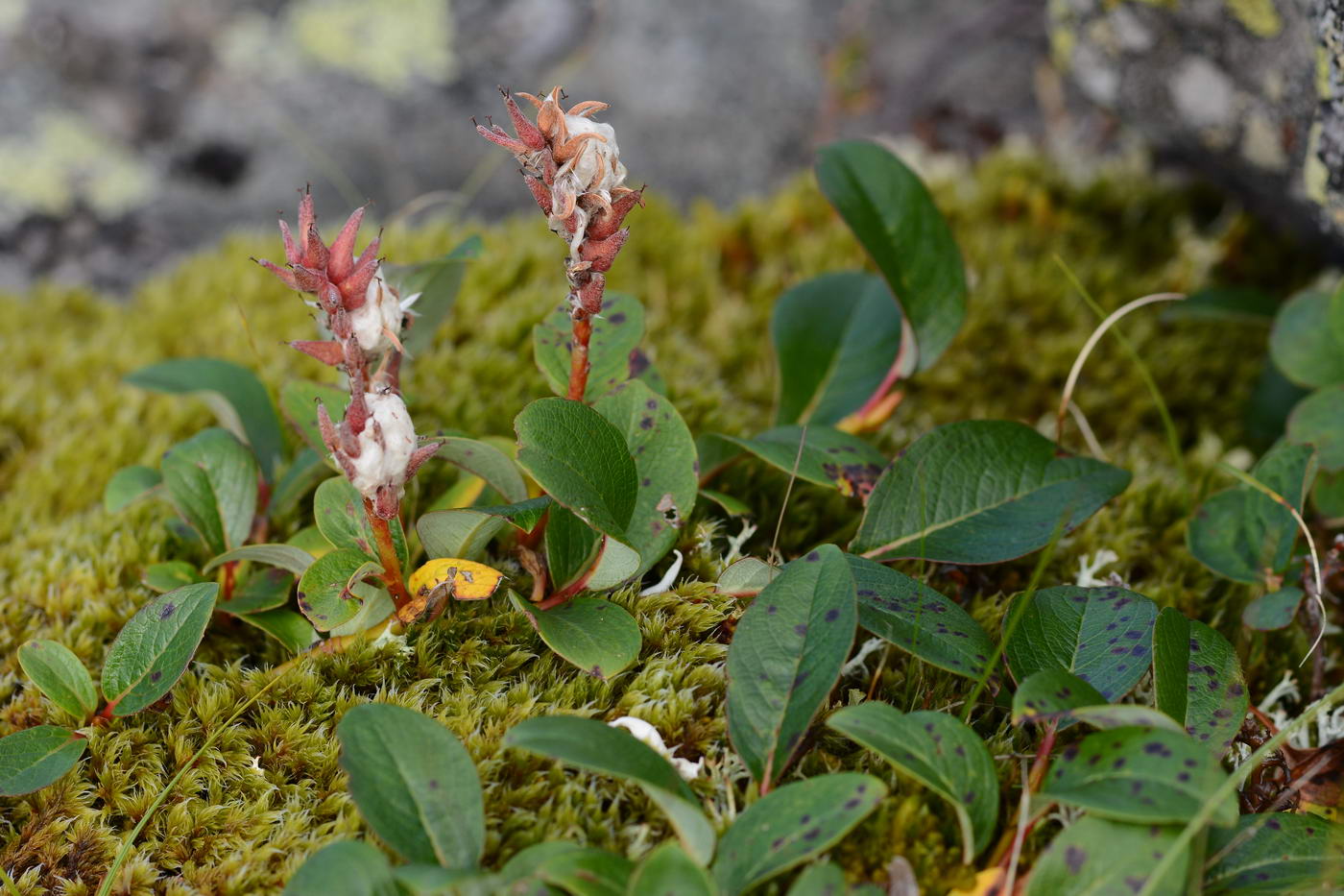 Image of Salix arctica specimen.