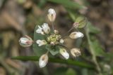 Microthlaspi perfoliatum. Верхушка цветущего и плодоносящего растения. Крым, Бахчисарайский р-н, окр. с. Дачное, фруктовый сад. 09.03.2020.