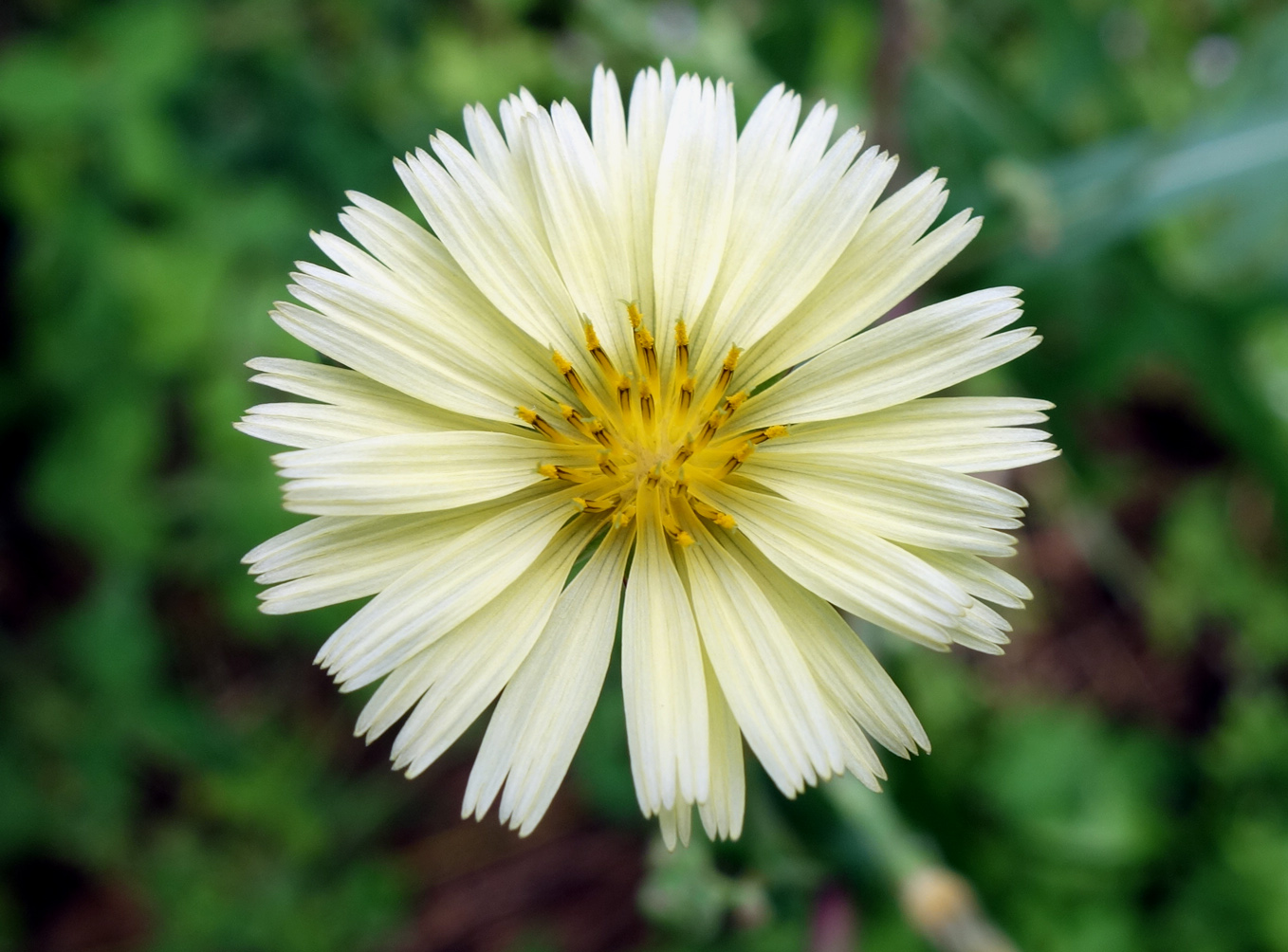 Изображение особи Lactuca indica.