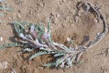 Astragalus testiculatus