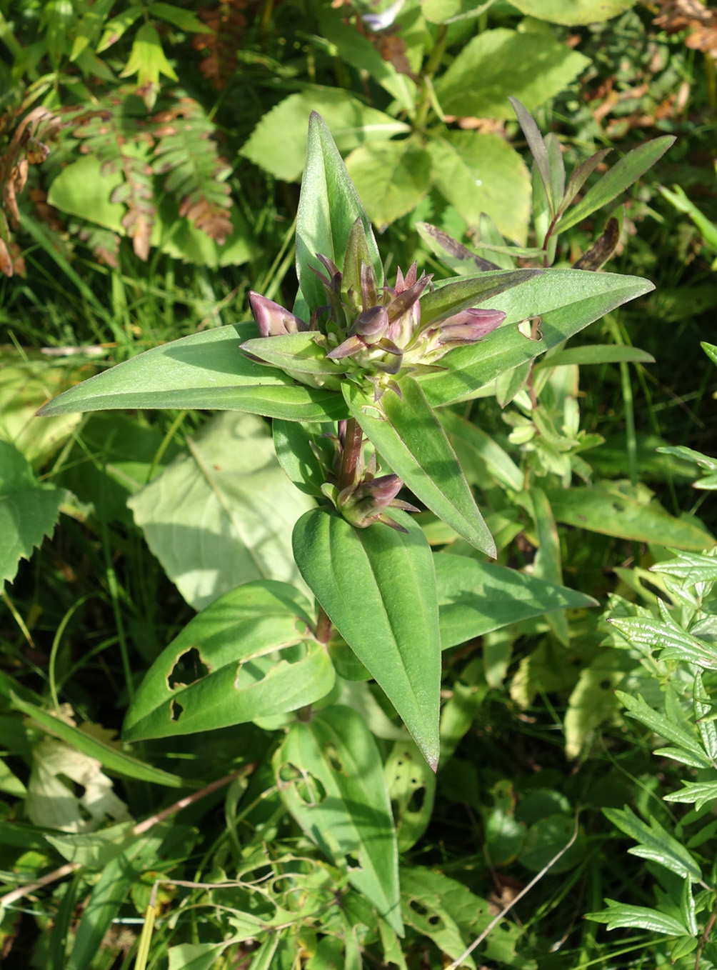 Изображение особи Gentiana scabra.