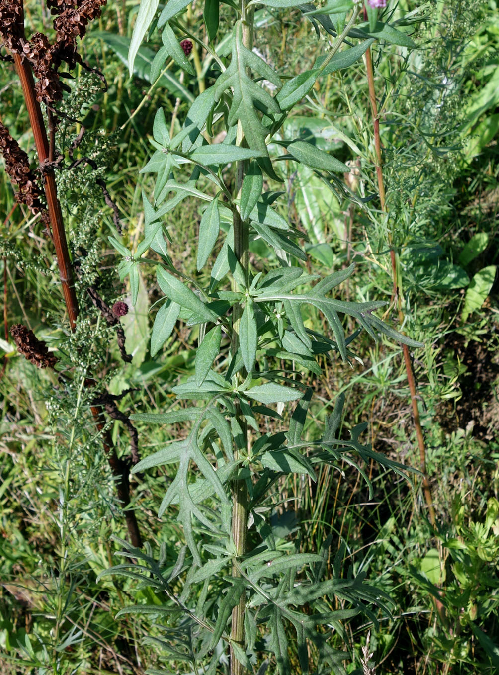 Image of Saussurea pulchella specimen.
