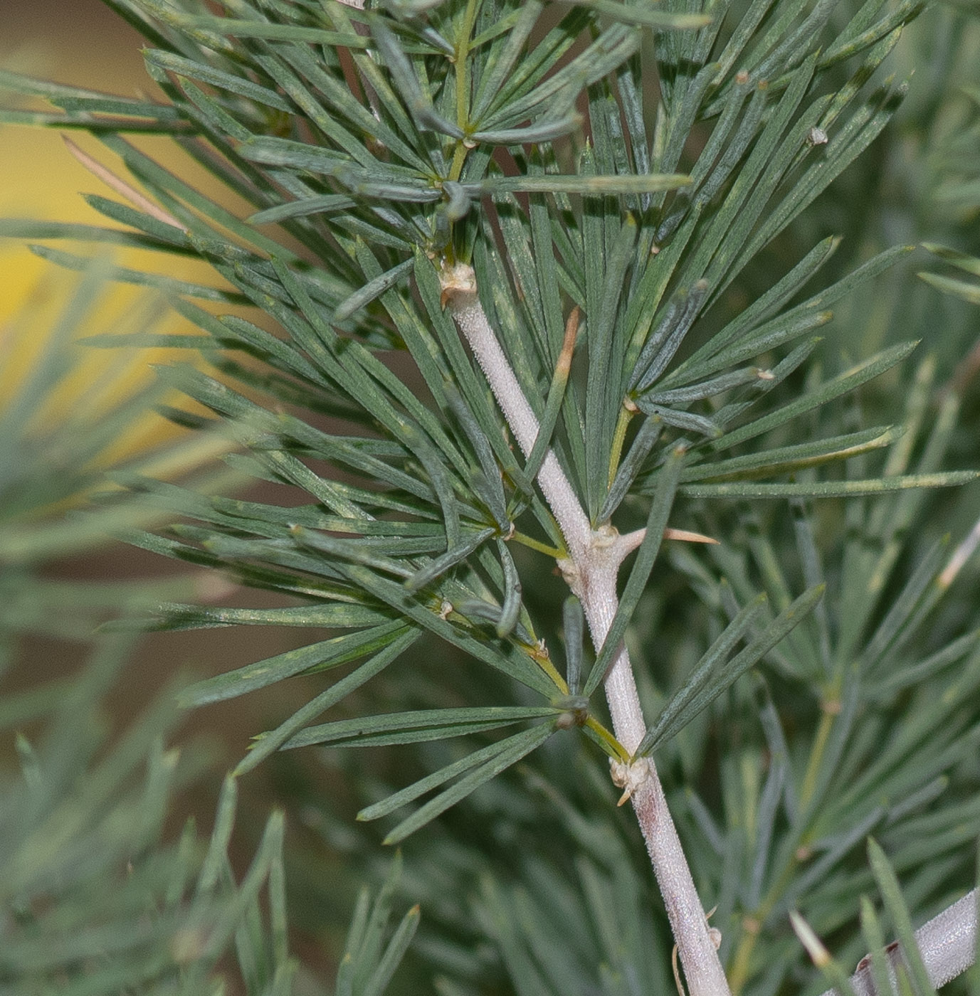 Изображение особи Asparagus nelsii.