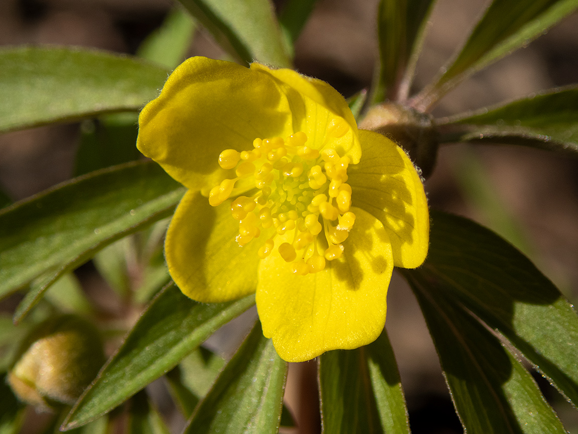 Изображение особи Anemone ranunculoides.