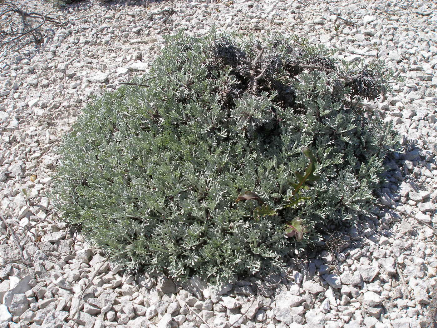 Изображение особи Artemisia hololeuca.