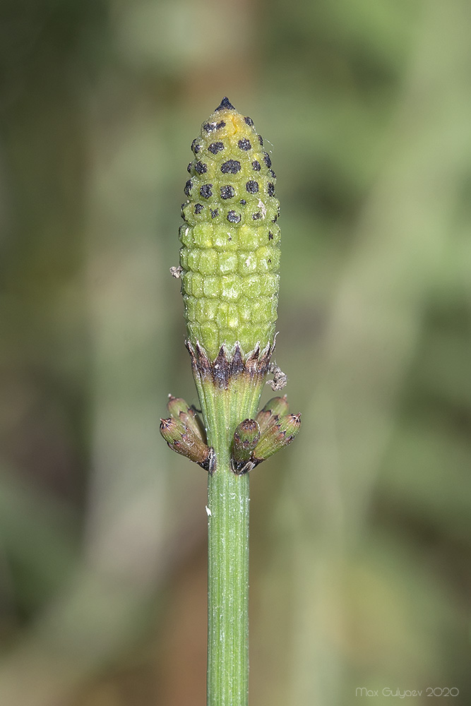 Изображение особи Equisetum ramosissimum.