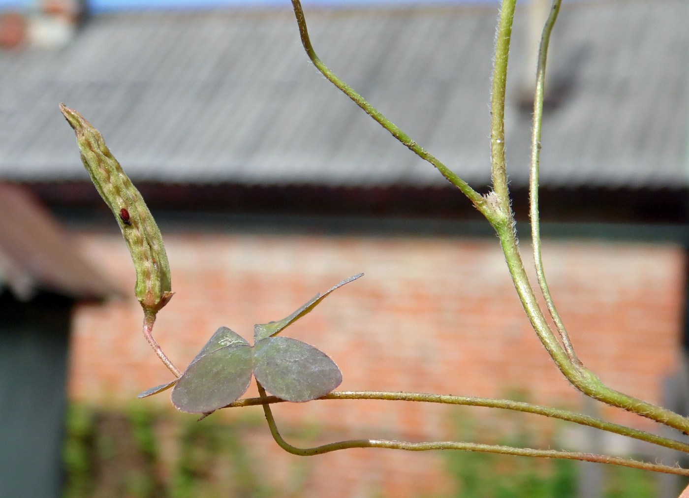 Изображение особи Oxalis corniculata.