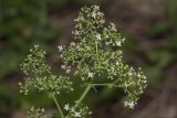 Galium rubioides. Верхушка веточки с соплодиями с созревающими плодами. Крым, Бахчисарайский р-н, окр. пгт Куйбышево, сосняк на склоне горы. 27.06.2020.