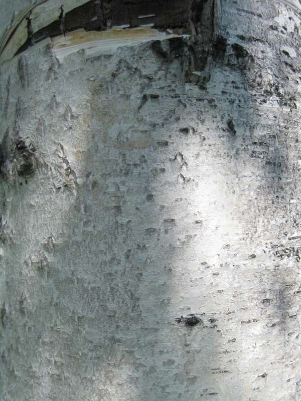 Image of Betula kamtschatica specimen.