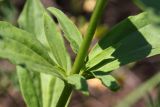 Saponaria officinalis