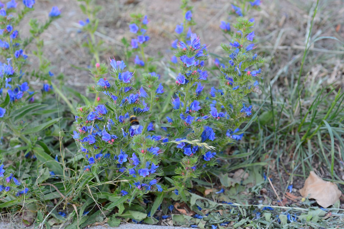 Изображение особи Echium vulgare.