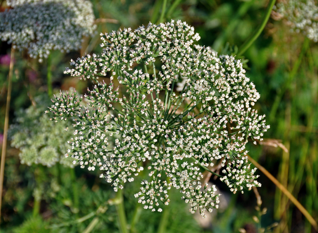 Изображение особи Selinum carvifolia.