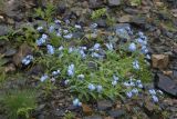 Myosotis alpestris