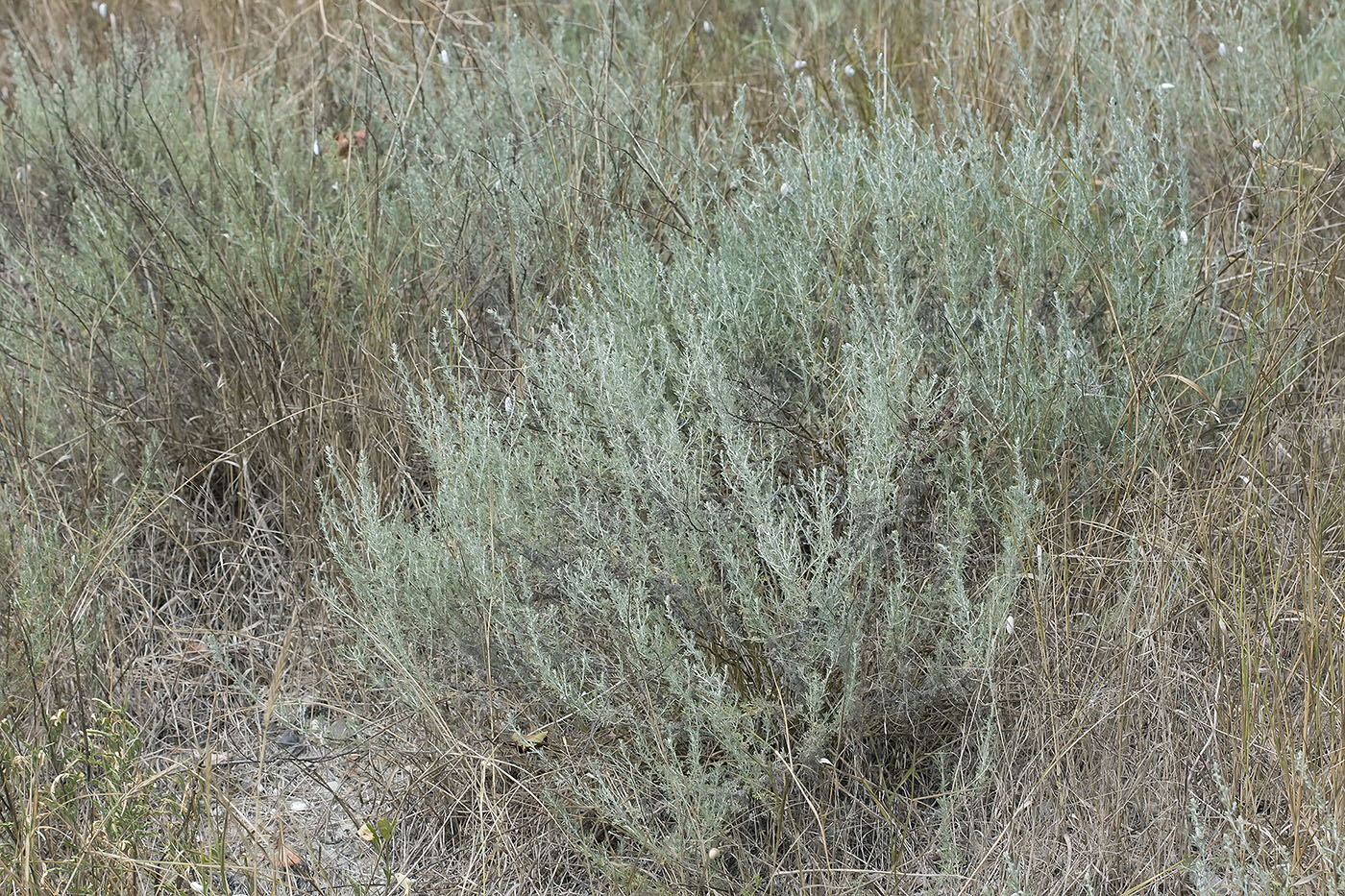 Изображение особи Artemisia taurica.