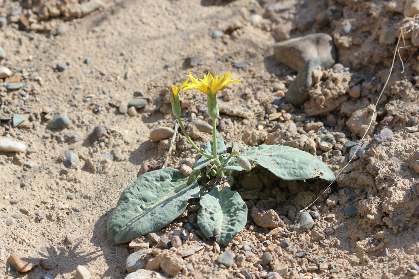 Image of Scorzonera ovata specimen.