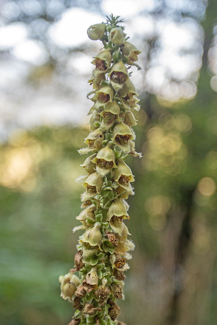 Изображение особи Digitalis schischkinii.