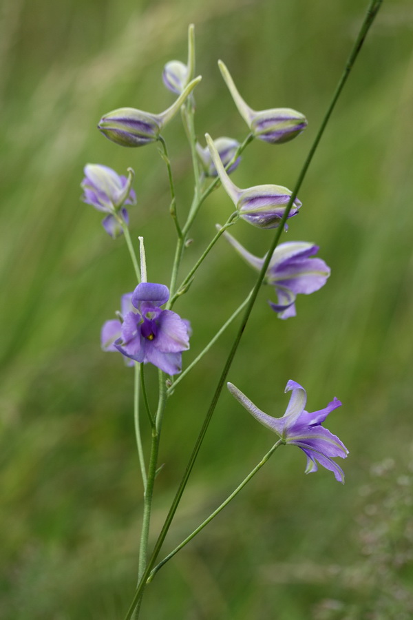 Image of Delphinium consolida specimen.