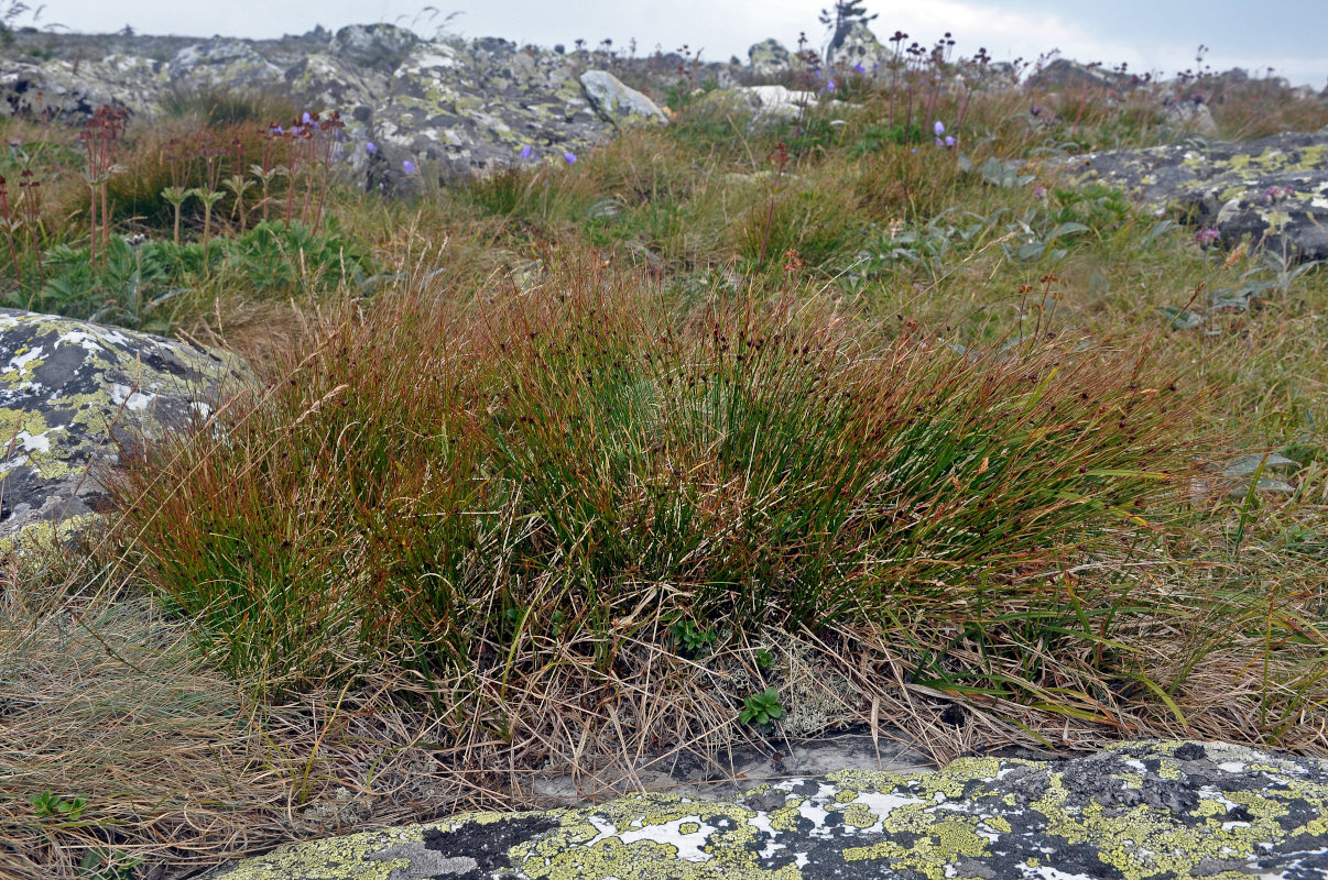 Изображение особи Juncus trifidus.