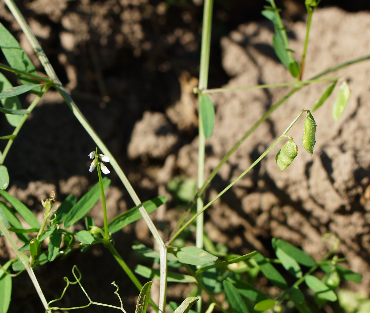 Image of Vicia hirsuta specimen.