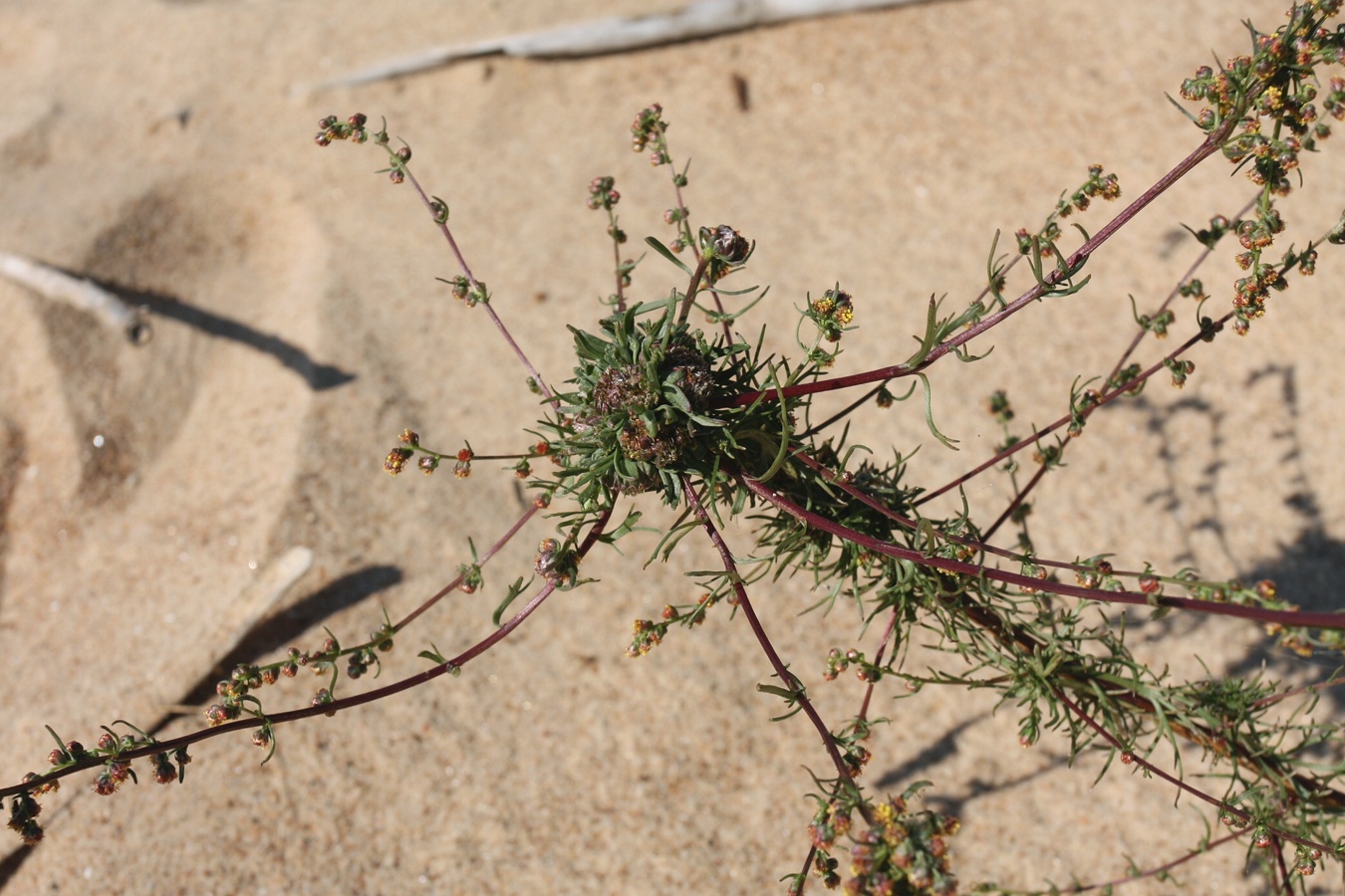 Изображение особи Artemisia campestris.