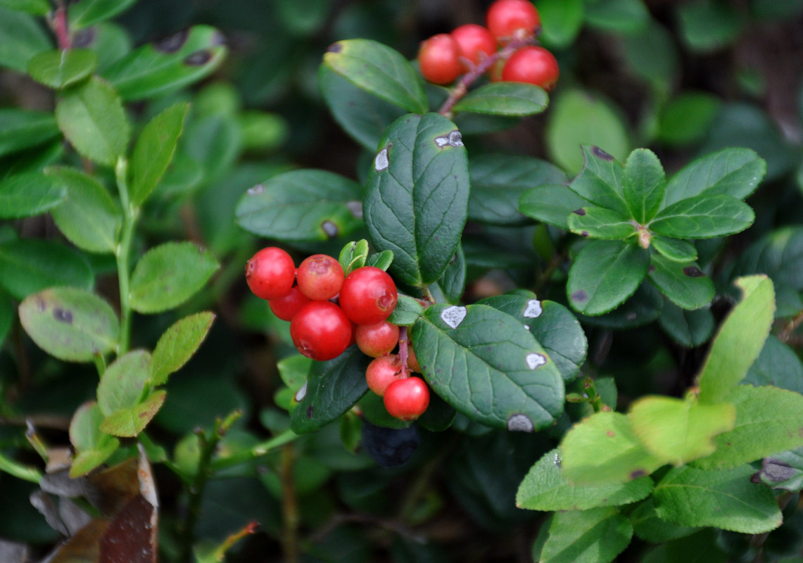 Image of Vaccinium vitis-idaea specimen.