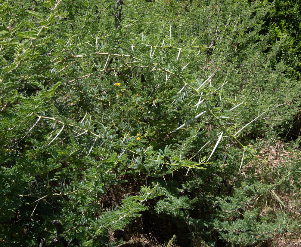 Image of Vachellia hebeclada specimen.