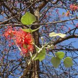 Erythrina abyssinica