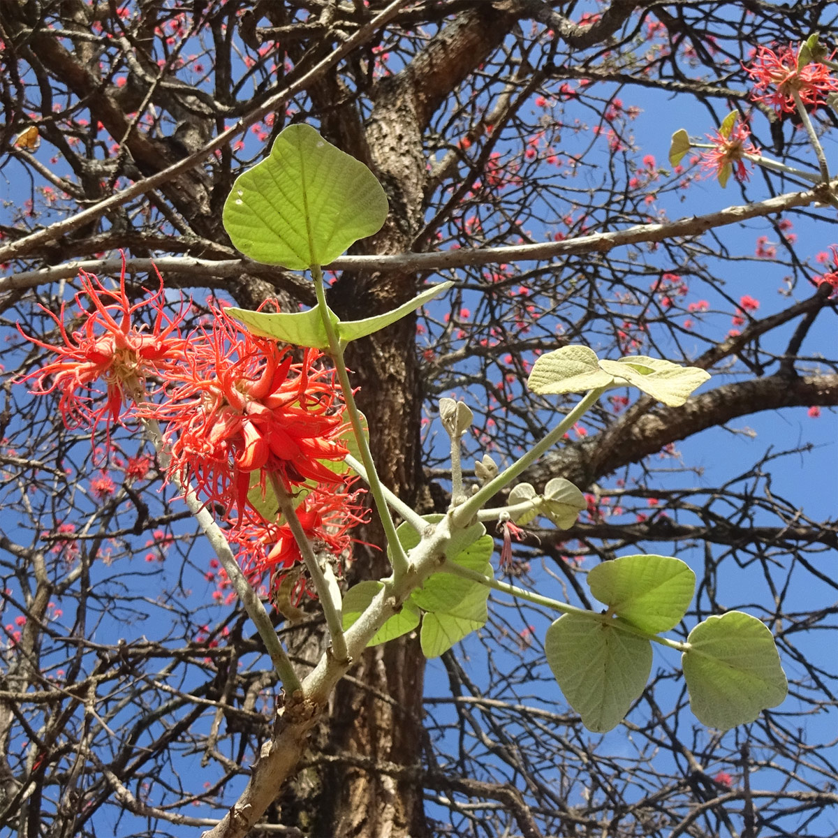 Image of Erythrina abyssinica specimen.