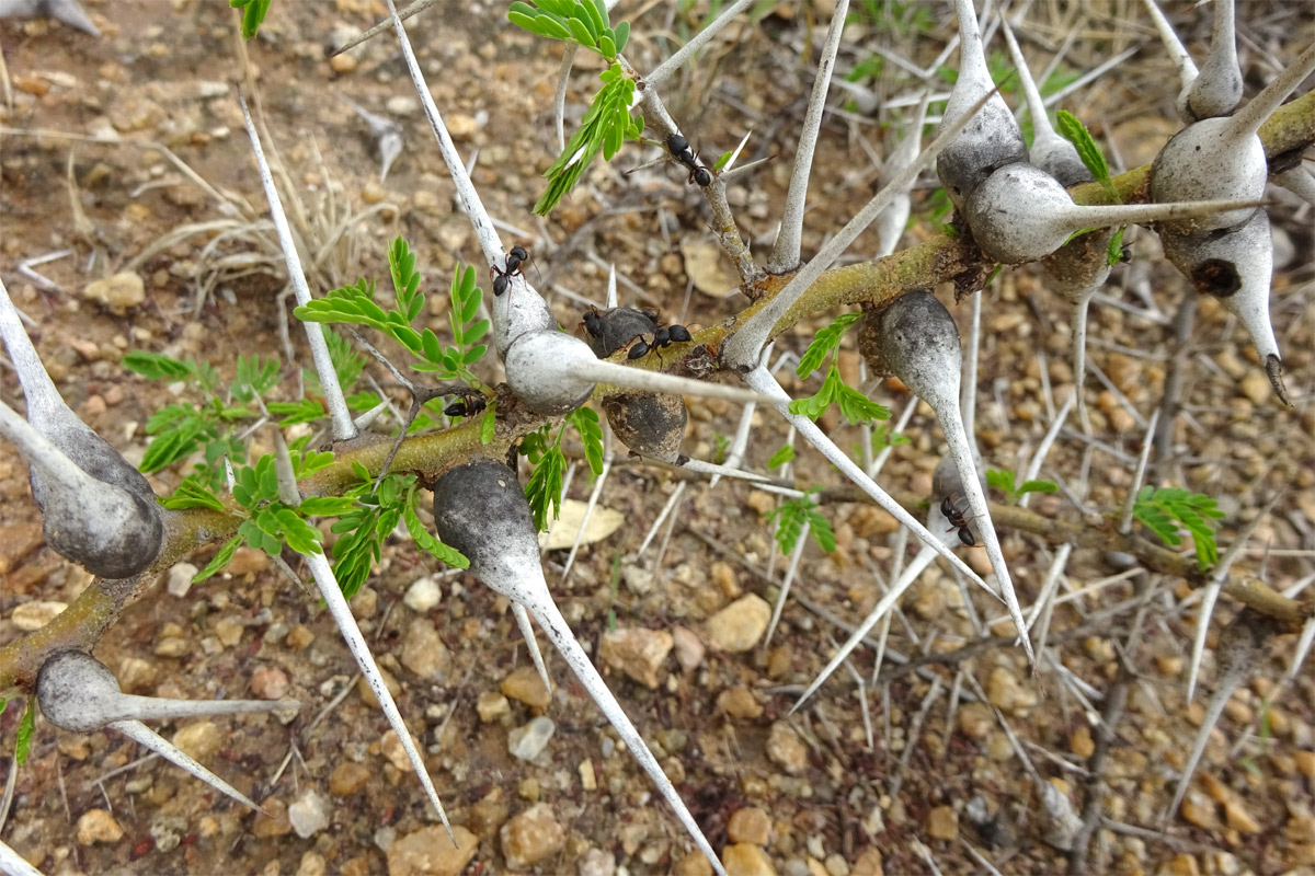 Image of Vachellia zanzibarica specimen.