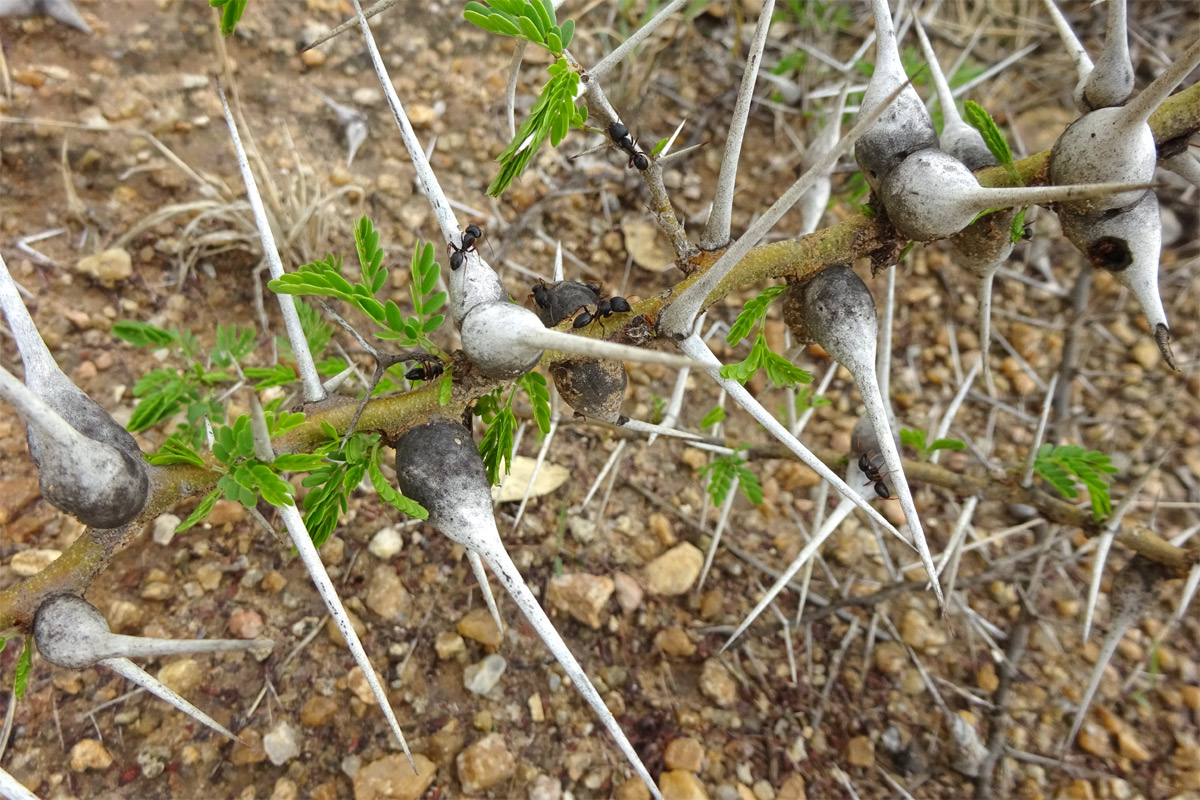 Изображение особи Vachellia zanzibarica.