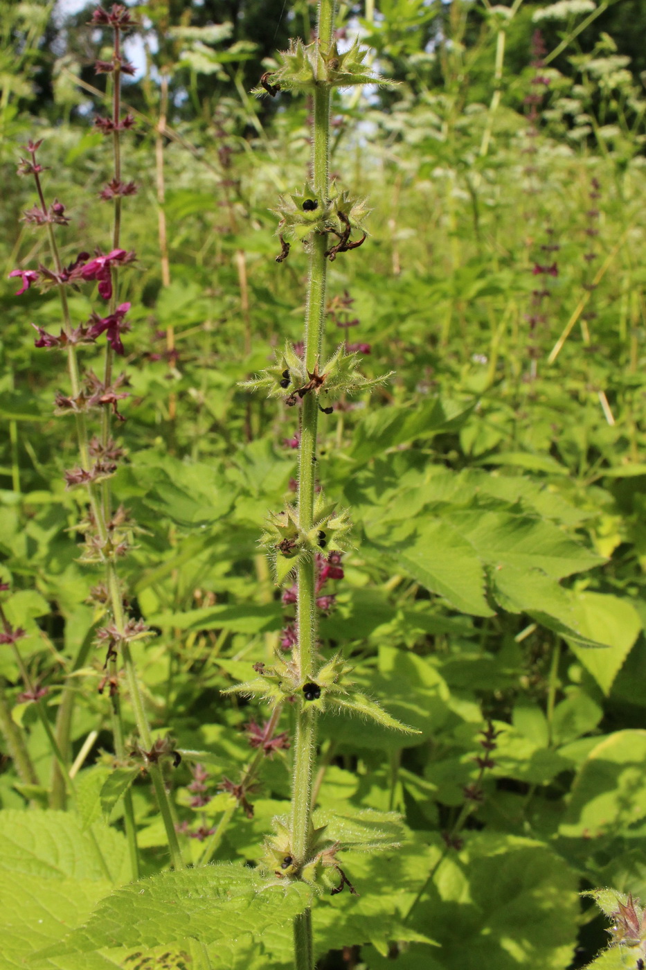 Изображение особи Stachys sylvatica.