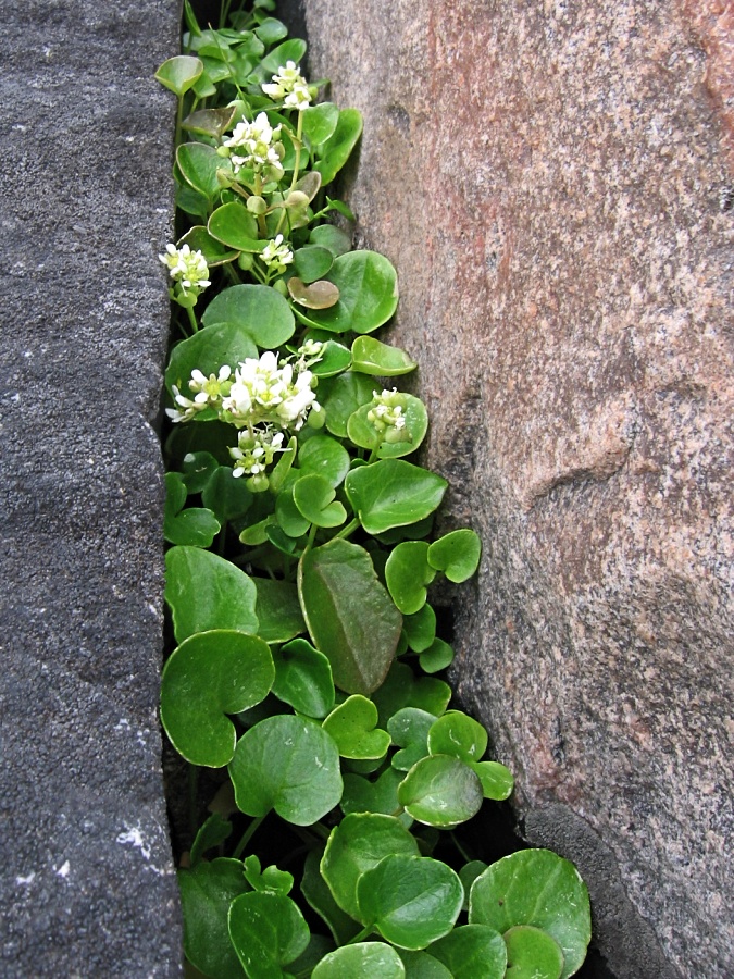 Image of Cochlearia officinalis specimen.