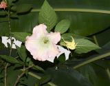 Brugmansia arborea. Листья (вид с абаксиальной стороны), раскрывающийся цветок и цветок. Перу, регион Куско, провинция Урубамба, Machupicchu pueblo, берег р. Урубамба. 18.10.2019.