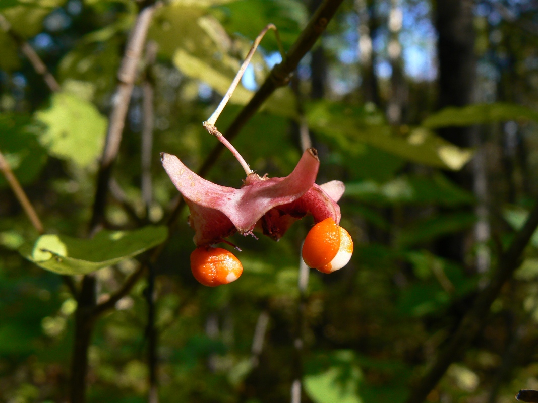 Изображение особи Euonymus macropterus.