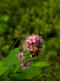 Spiraea salicifolia. Соцветие с жуком. Красноярский край, Эвенкийский р-н, Государственный природный заповедник \"Тунгусский\", пр. берег р. Подкаменной Тунгуска. 06.07.2013.