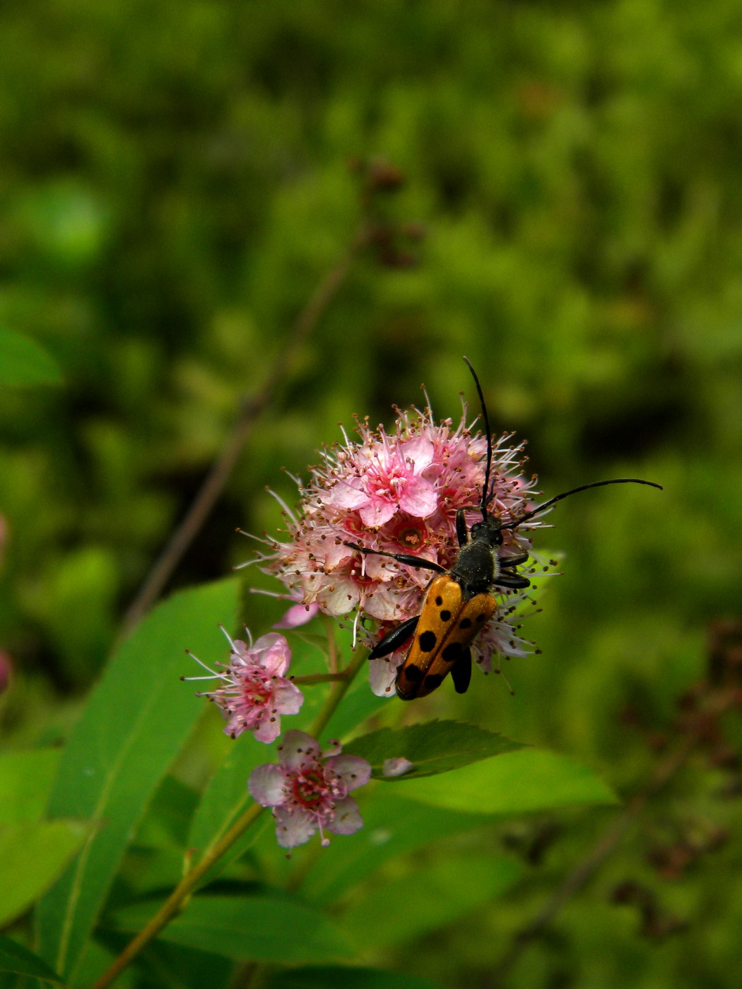 Image of Spiraea salicifolia specimen.