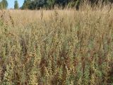 Artemisia pontica