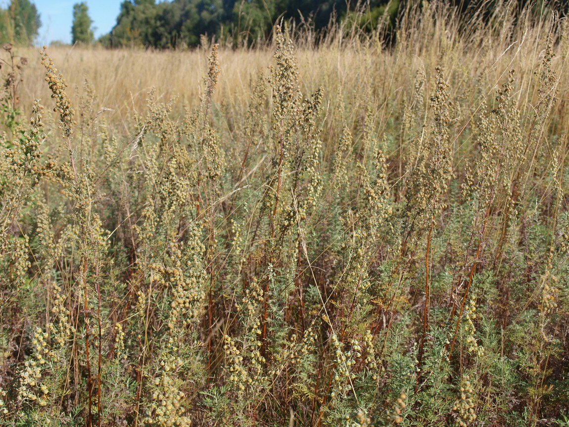 Image of Artemisia pontica specimen.