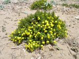 Ononis natrix subspecies ramosissima. Цветущее растение. Греция, о. Родос, окр. мыса Прасониси, песчаный берег Средиземного моря. 9 мая 2011 г.
