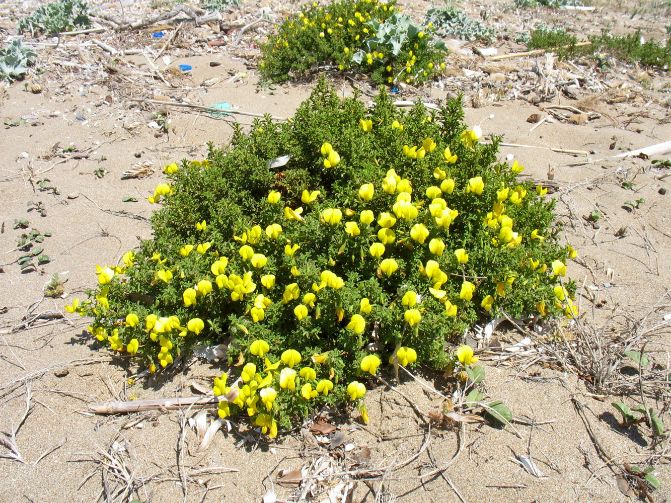 Image of Ononis natrix ssp. ramosissima specimen.