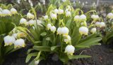 Leucojum vernum