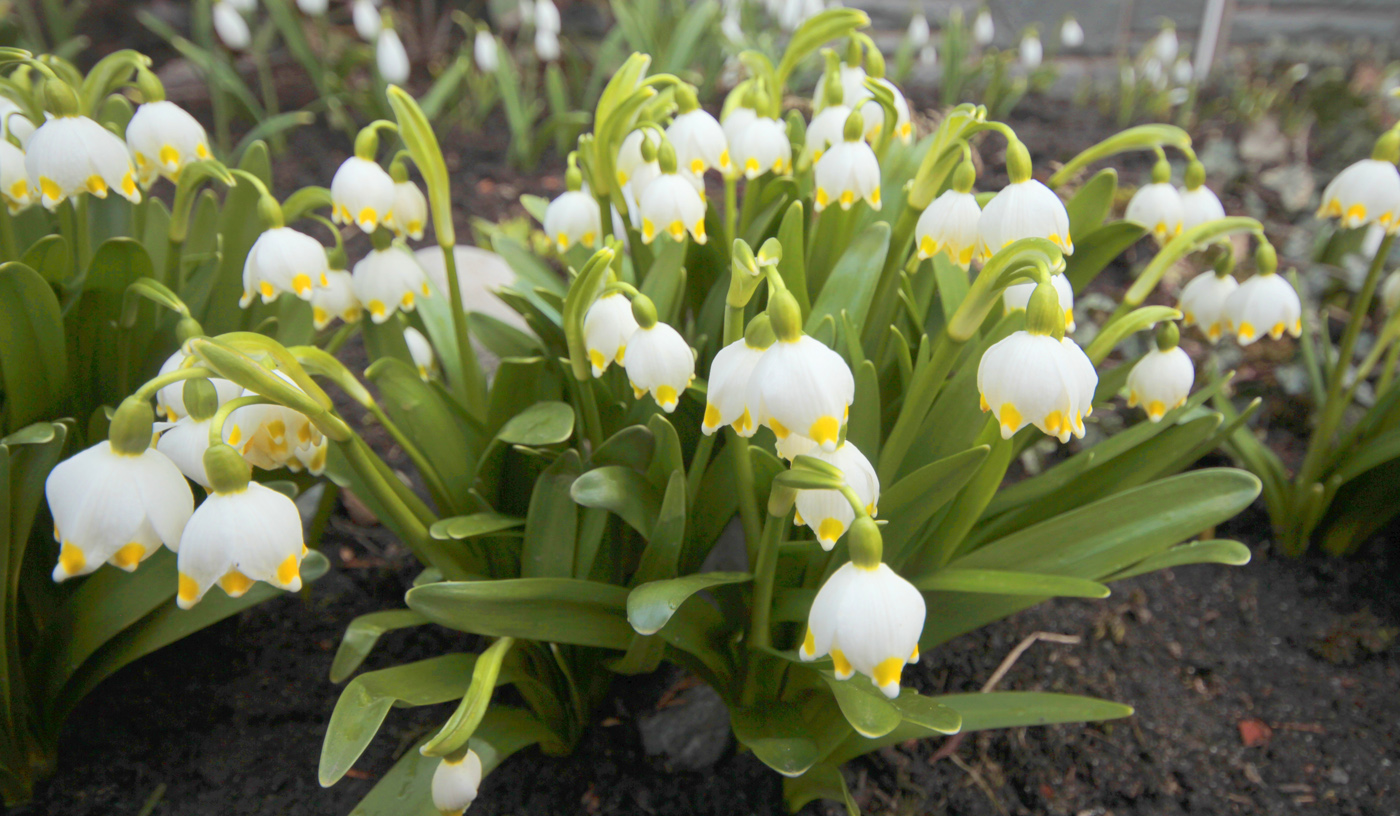 Изображение особи Leucojum vernum.