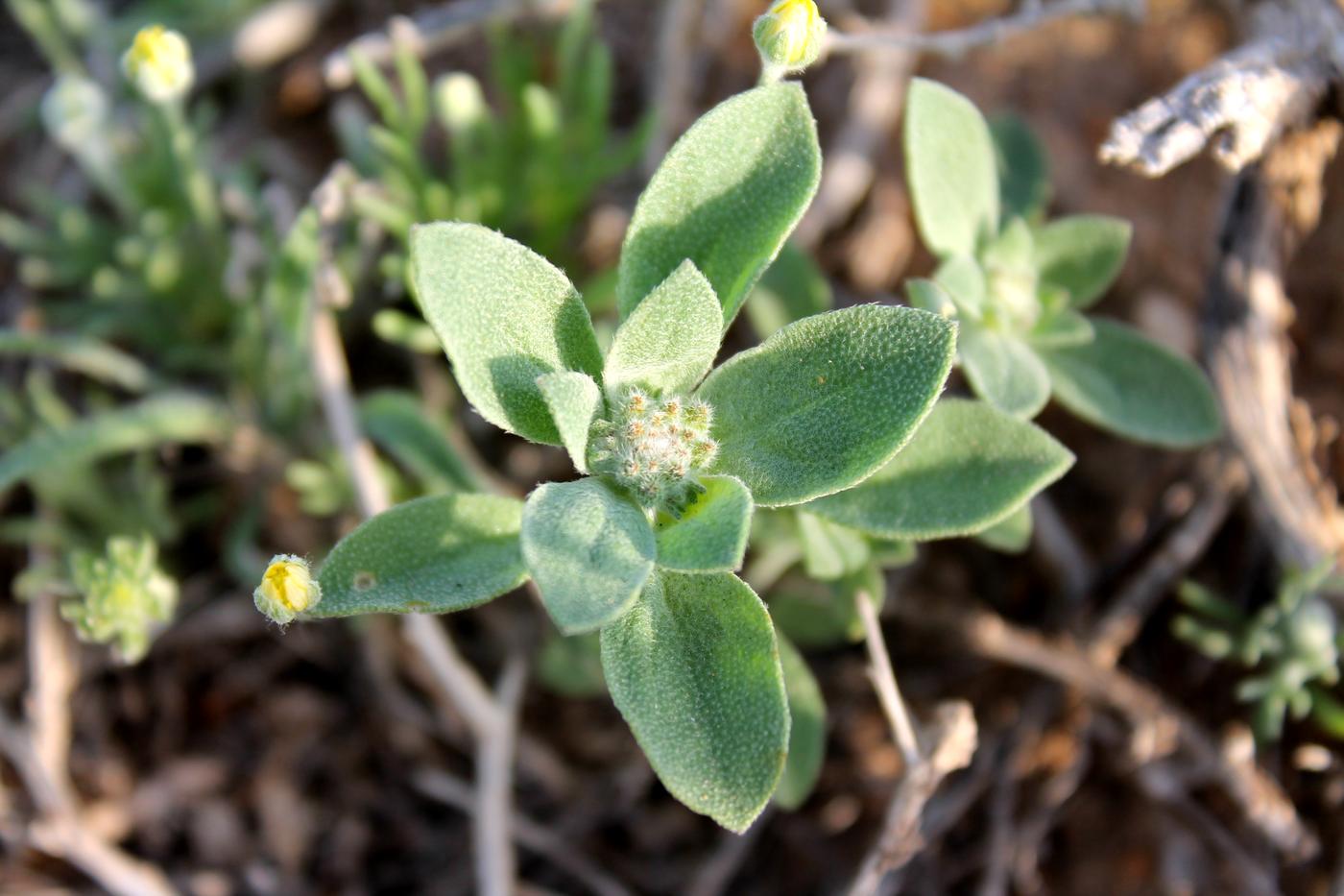 Изображение особи Alyssum dasycarpum.