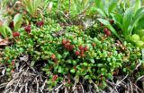 Loiseleuria procumbens