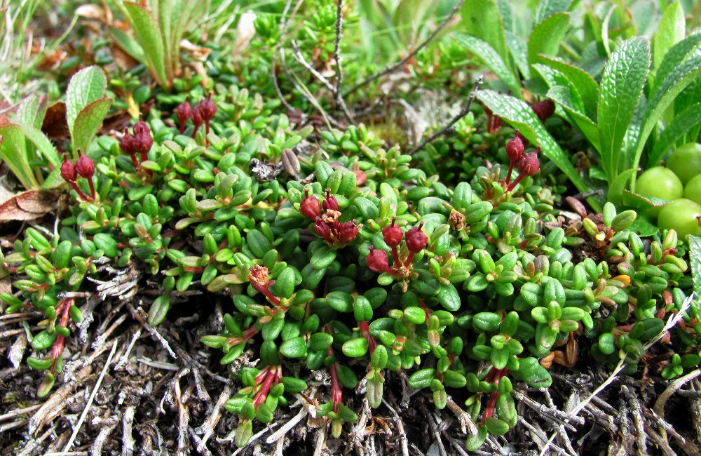 Изображение особи Loiseleuria procumbens.