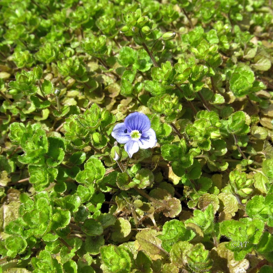 Image of Veronica filiformis specimen.