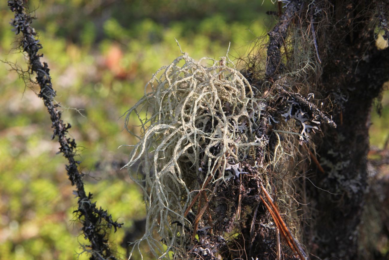 Изображение особи Evernia mesomorpha.