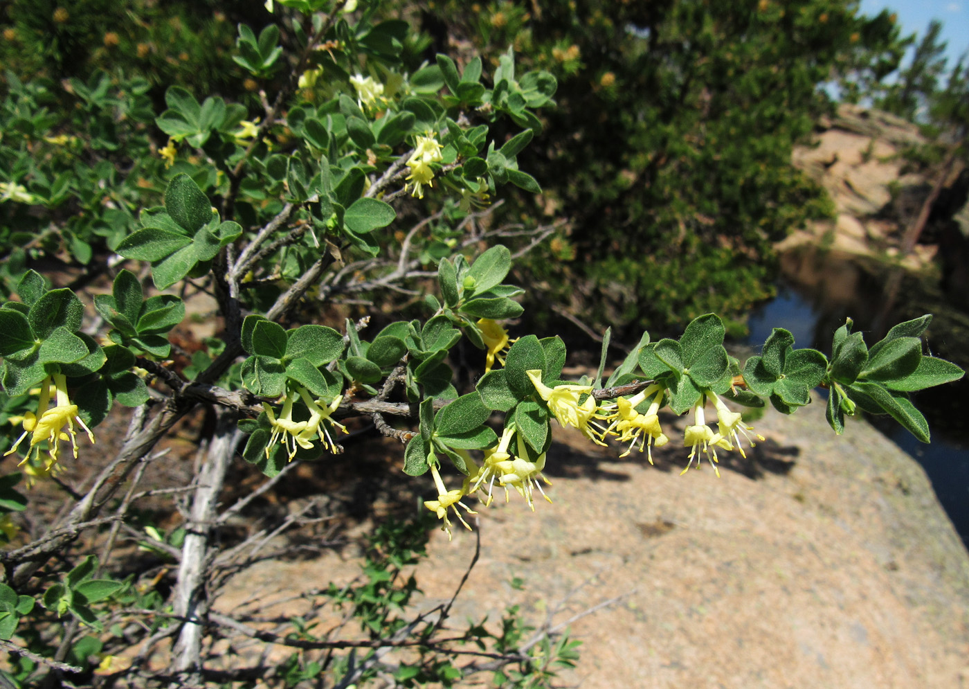 Изображение особи Lonicera microphylla.