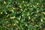 Lathyrus aphaca