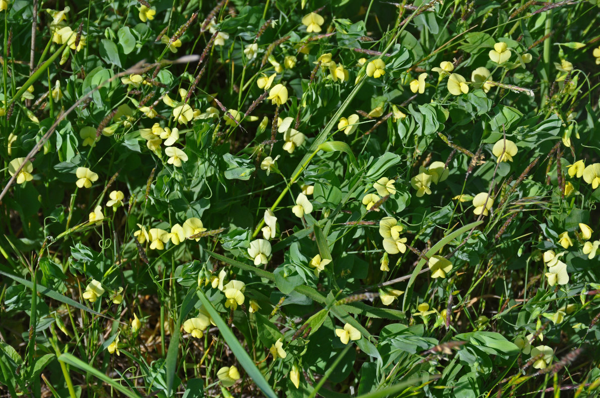 Изображение особи Lathyrus aphaca.